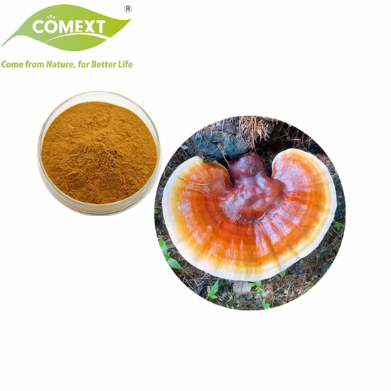 Organic Plant Herbal Extract Ganoderma Lucidum Mushroom Powder Reishi Mushroom Extract Ganoderma Mushroom